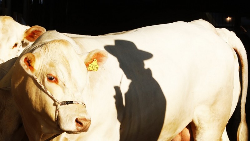 Expointer2019 touro exposi&ccedil;&atilde;o