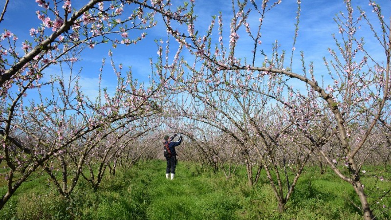 Poda agricultura