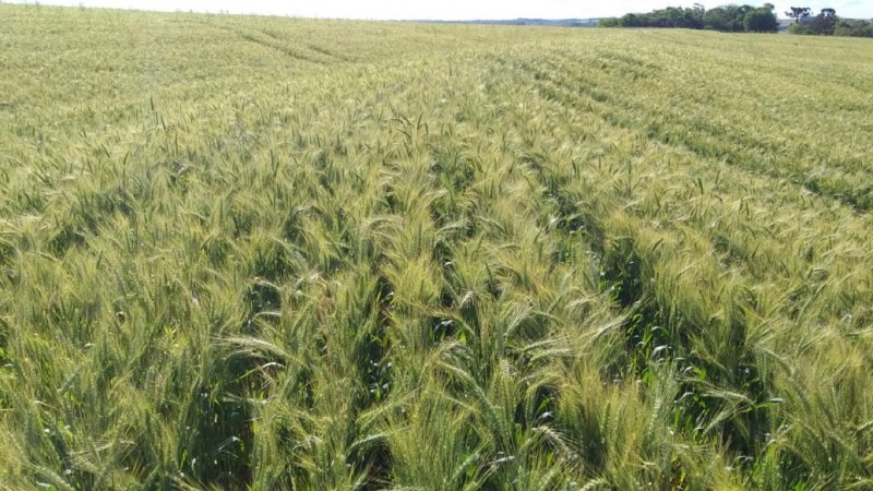 Trigo começa colheita