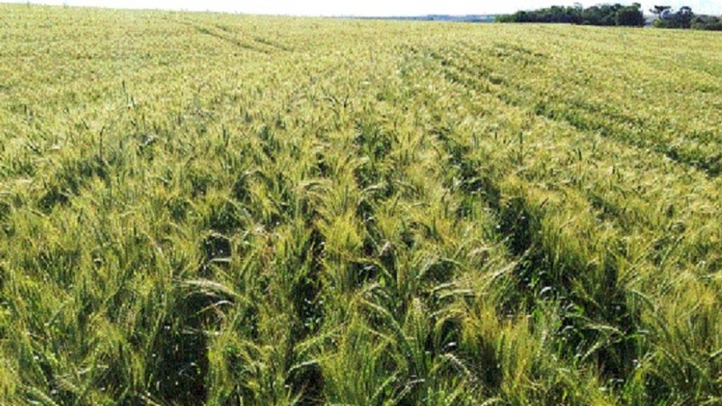 Trigo Soledade 30