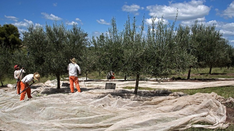Colheita oliveiras