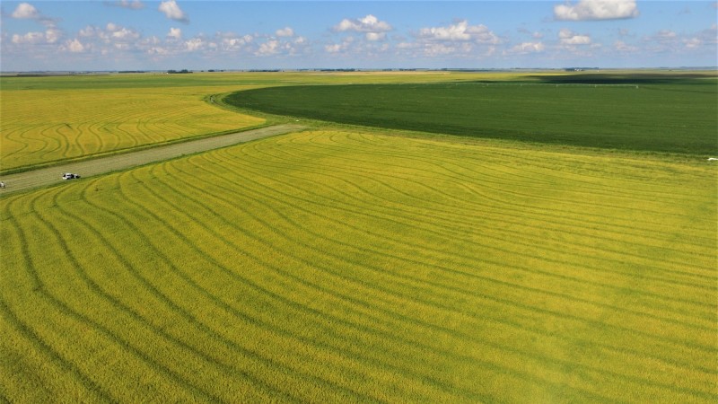 Arroz 2019 2020