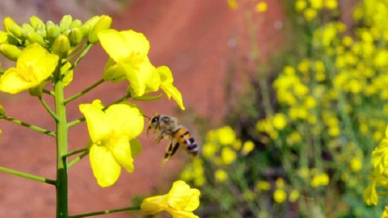 Abelha canola