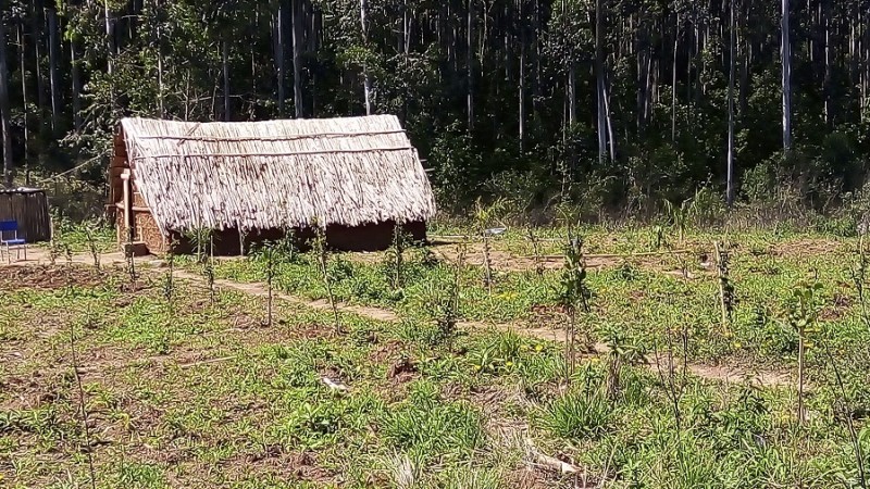 reposição florestal reserva indígena Sema