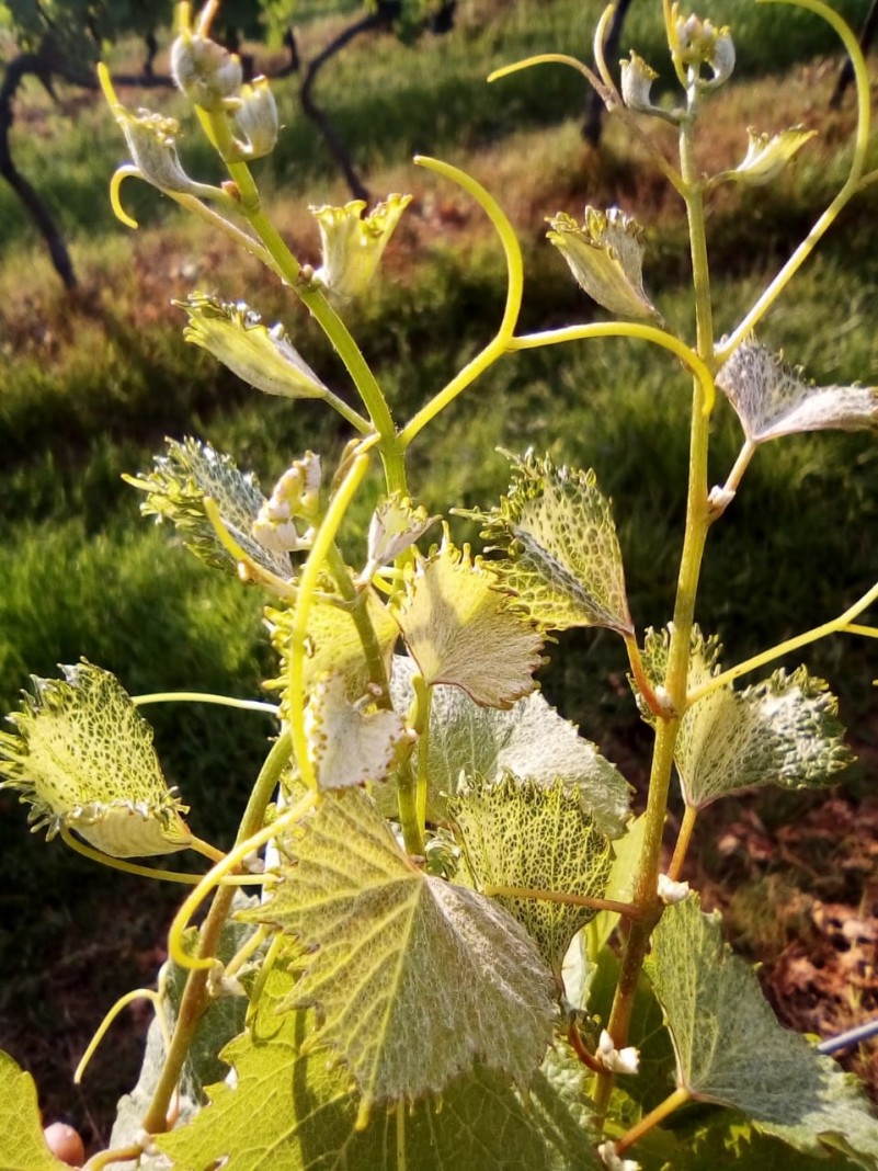 denúncia deriva herbicidas