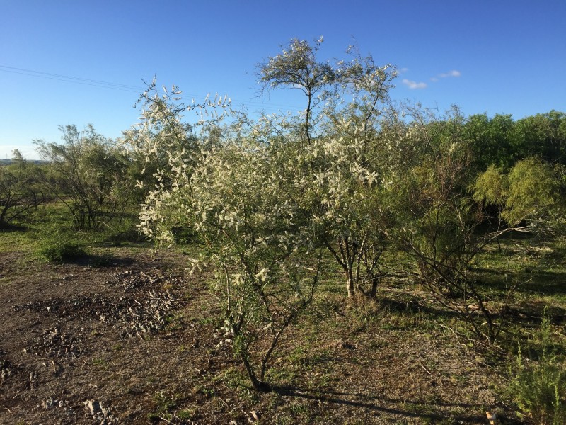 2021 Local de coleta garupá