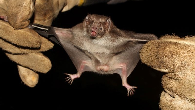 Morcego hematófago Desmodus rotundus