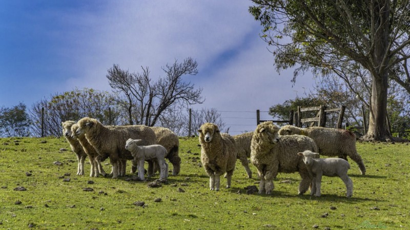 Ovinos campo 18