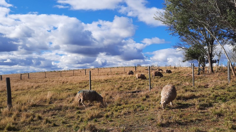 Campos do Sul