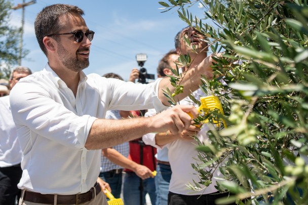 Leite participou dos primeiros momentos da colheita no olival