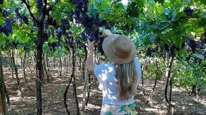 Turismo rural em Vale das Uvas