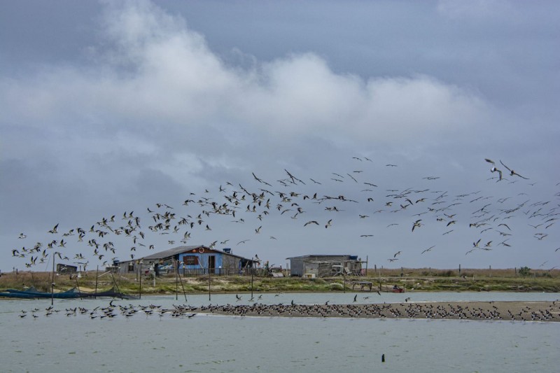 A Lagoa do Peixe é refúgio para centenas de espécies de aves migratórias -Foto: Fernando Dias/Seapi