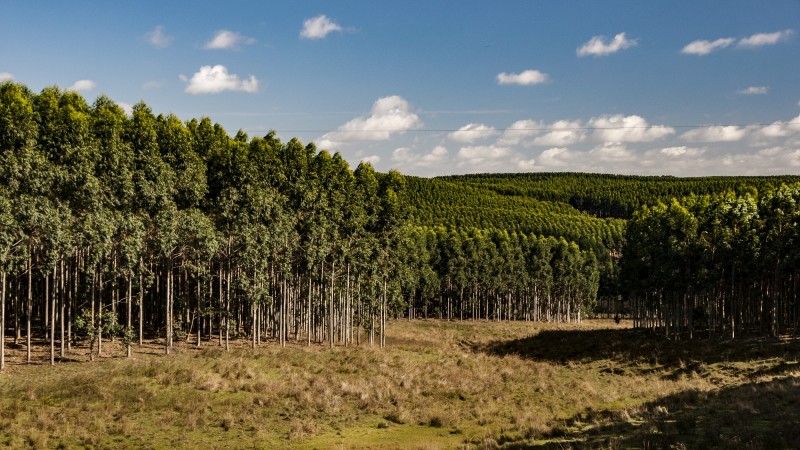O objetivo do Qualisilvi-RS é traçar um panorama do setor de base florestal no Estado, suas potencialidades e seus gargalos