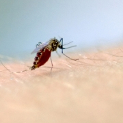 Macrofotografia de picada de mosquito para pesquisa ciêntífica com mosquito aedes aegypti