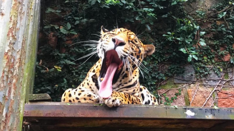 Na comemora&ccedil;&atilde;o do anivers&aacute;rio, a entrada, para pessoas a p&eacute;, &eacute; 1 kg de alimento n&atilde;o perec&iacute;vel 
