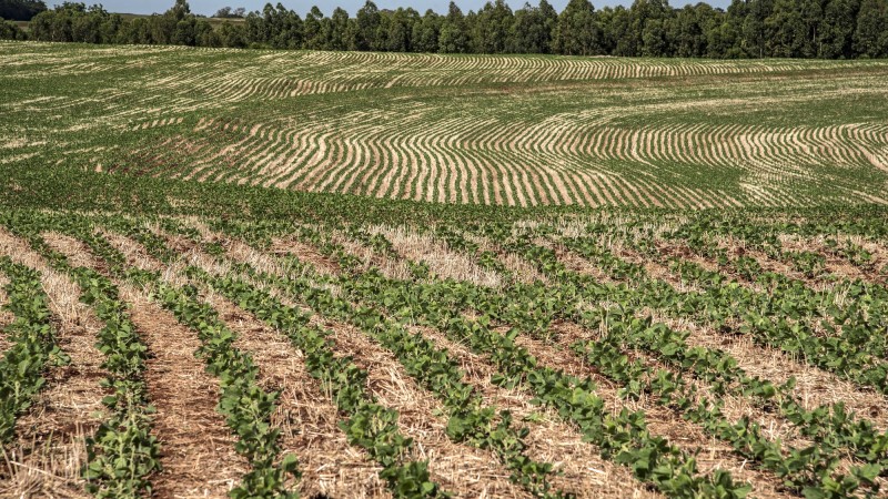 Imagem de um campo com soja em plantio direto