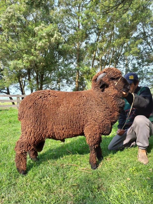 Raca Merino Australiano Naturalmente Colorido Foto Arquivo Pessoal Everson Bravo