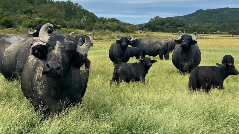 Imagem de búfalos pastando.