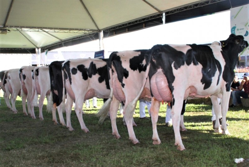 Vacas da raça Holandesa perfiladas embaixo de uma tenda.