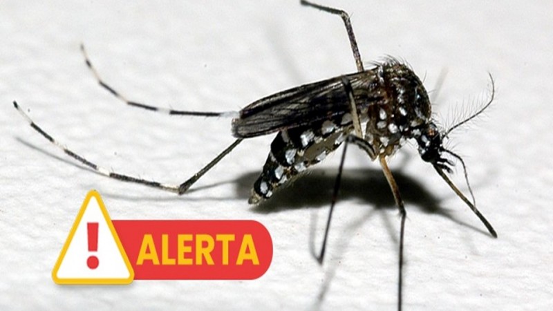 Close do mosquito da dengue com a palavra Alerta escrita.