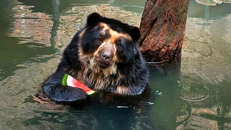 Imagem do urso segurando um pedaço de melancia dentro da piscina com água até o dorso.