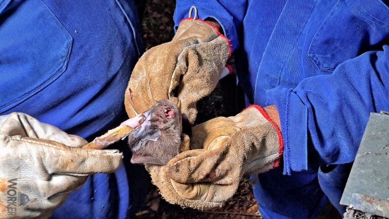 Foto de um morcego, que olha para cima em direção à câmera com a boca aberta e os dentes à mostra, sendo segurado por duas pessoas de macacão azul e luxas de proteção brancas.