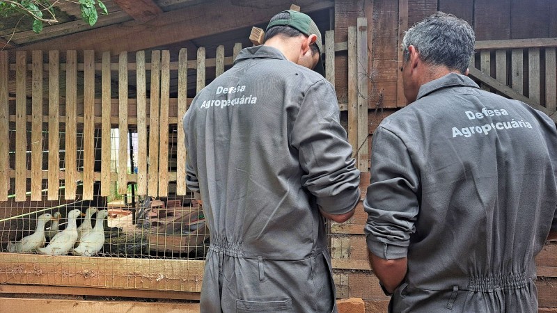 Foto em ambiente aberto de dois agentes, que aparecem de costas para a câmera. Eles usam uniforme cinza no qual se lê, nas costas, "Defesa Agropecuária". Eles parecem anotar algo num caderno, enquanto permanecem de pé de frente para um espaço cercado onde há patos.