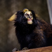 Foto do primata, que observa meio de lado para a câmera. Ele tem pelos pretos e penugens de dor amarela na cabeça. 