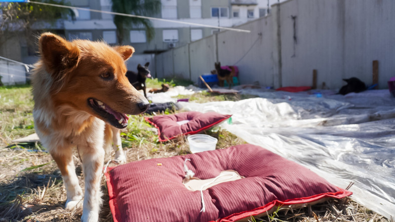 Estado traça diagnóstico de abrigos que acolhem animais socorridos