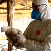 Homem de trajes brancos e toca branca de proteção, com máscara azul cobrindo o nariz e a boca, segura e observa uma ave num ambiente que parece uma granja.