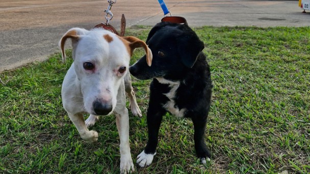 Mais 35 cães são enviados para feira no Rio de Janeiro em nova força tarefa