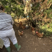 Funcionários da Seapi finalizam terceira visita nas propriedades do raio de três quilômetros do foco de gripe aviária 
