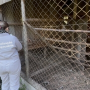Propriedades no raio de dez quilômetros do foco de gripe aviária começam a receber segunda visita