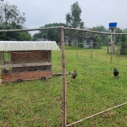 Há um pátio com grama e várias galinhas na grama. O espaço é cercado por uma cerca. No centro do pátio está o galinheiro. Ao fundo há árvores, o céu está nublado e ainda no fundo da imagem há uma casa e uma caixa d´agua.
