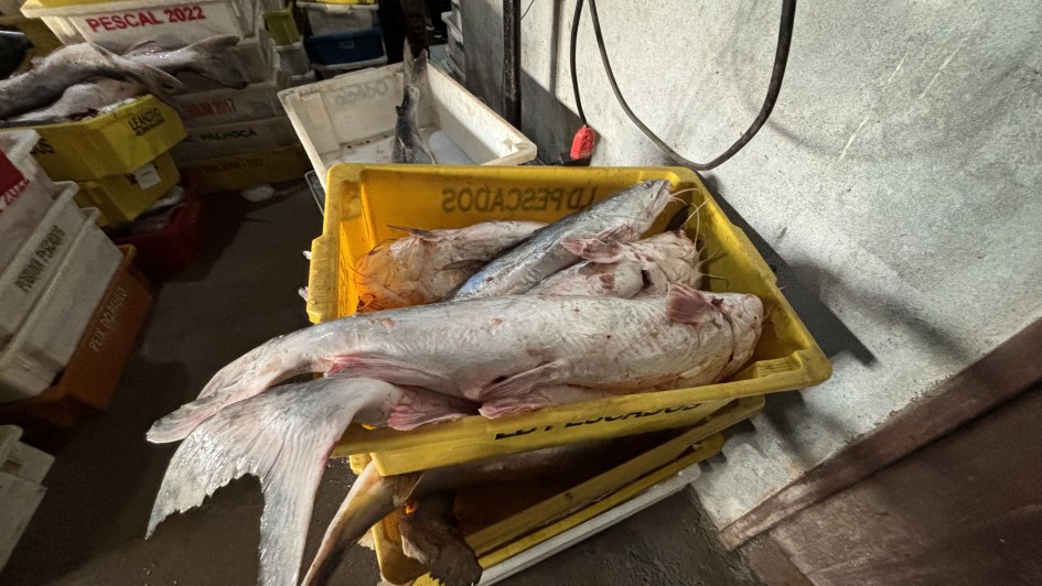 Foto de peixes dispostos numa caixa de plástico amarela. O ambiente é bagunçado e parece sujo.