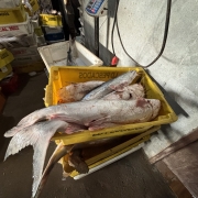 Foto de peixes dispostos numa caixa de plástico amarela. O ambiente é bagunçado e parece sujo.
