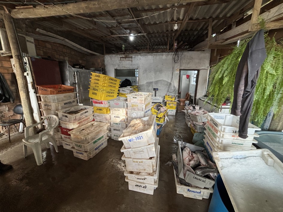 Foto de um galpão cheio de caixas de plástico brancas e amarelas. Em algumas aparecem peixes no interior. O ambiente é bagunçado.