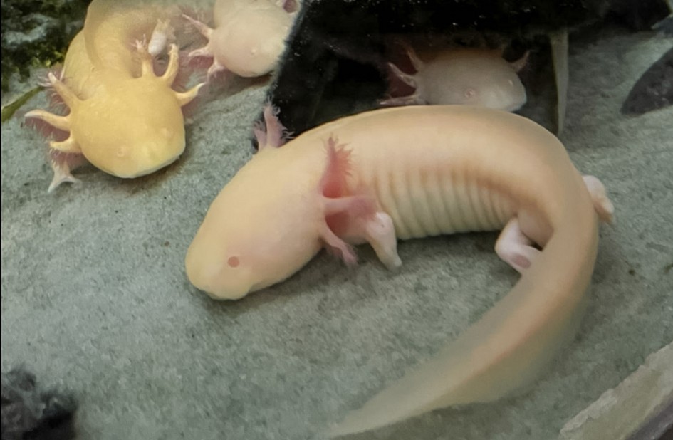 O axolote é um anfíbio exótico originário do México, classificado como criticamente ameaçado de extinção -Foto: Fiscalização/Sema