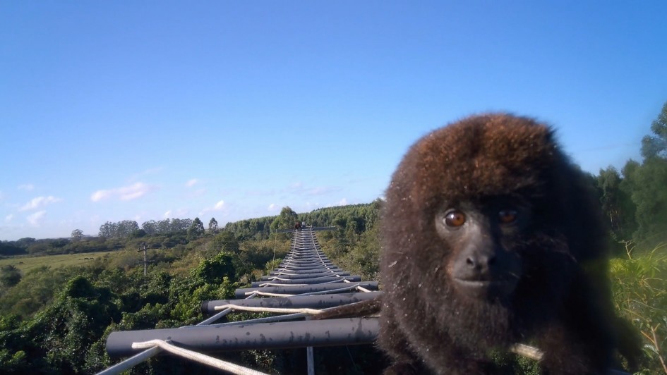 A foto mostra um macaco bugio preto, com uma pelagem densa e escura. O macaco está em primeiro plano, olhando diretamente para a câmera. Atrás dele, estende-se uma longa passarela suspensa, feita de madeira e cabos brancos, que atravessa uma área de mata verde e exuberante. Ao longe, é possível ver colinas e um céu azul claro com algumas nuvens brancas. A passarela parece fazer parte de uma estrutura elevada em meio à natureza.