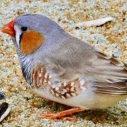 Foto de um pássaro de pequeno porte de lado. Ele tem coloração cinza, com bico pequeno alaranjado, e uma mancha branca e outra maior laranja abaixo do olho. O rabo é listrado em preto e branco.