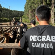 Esta imagem, tirada de perto pelas costas de um homem, mostra duas pessoas em um curral de madeira. Ambos usam camisetas pretas com a inscrição "DECRAB CAMAQUÃ" nas costas. O homem em primeiro plano tem um chapéu preto na cabeça, enquanto o outro, mais ao fundo, também usa um boné preto. Eles parecem estar inspecionando os bois que estão dentro do curral, alguns dos quais são visíveis em primeiro plano. Ao fundo, uma floresta de eucaliptos se estende, indicando um ambiente rural. O céu é azul e claro.
