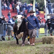 Uma pessoa com chapéu de couro e jaqueta azul, segurando a guia de um boi marrom e branco, caminha em um gramado. O animal, um Nelore, tem uma etiqueta verde pendurada na orelha. Ao fundo, há cercas, pessoas assistindo e fardos de feno. A cena captura a entrada de um animal no desfile de campeões da Expointer 2025.