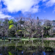 A imagem mostra uma paisagem natural com um lago em primeiro plano, refletindo as árvores e o céu. Há uma ponte de madeira atravessando o lago da esquerda para o centro da imagem. O fundo é composto por uma grande variedade de árvores, algumas com folhas verdes vibrantes e outras aparentando estar secas ou em período de queda de folhas, sugerindo uma transição de estação. O céu está parcialmente nublado, com nuvens brancas espalhadas sobre um fundo azul intenso. À direita, há vegetação mais densa, incluindo palmeiras. A imagem transmite tranquilidade e beleza natural.