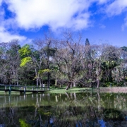 A imagem mostra uma paisagem natural com um lago em primeiro plano, refletindo as árvores e o céu. Há uma ponte de madeira atravessando o lago da esquerda para o centro da imagem. O fundo é composto por uma grande variedade de árvores, algumas com folhas verdes vibrantes e outras aparentando estar secas ou em período de queda de folhas, sugerindo uma transição de estação. O céu está parcialmente nublado, com nuvens brancas espalhadas sobre um fundo azul intenso. À direita, há vegetação mais densa, incluindo palmeiras. A imagem transmite tranquilidade e beleza natural.