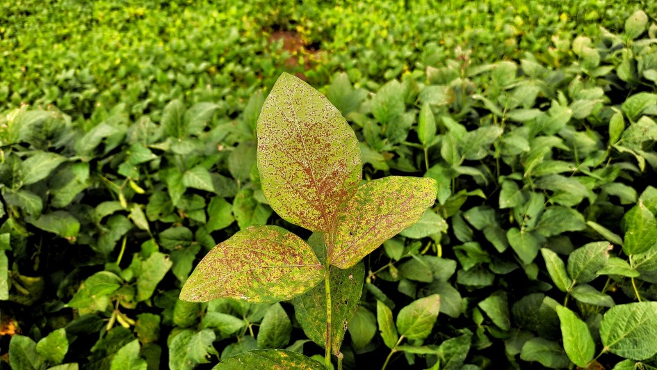 Foto de uma planta verde de três folhas tomada por manchas marrons. Ela se  encontra entre várias outras plantas ao redor, todas de cor verde.