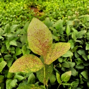 Foto de uma planta verde de três folhas tomada por manchas marrons. Ela se  encontra entre várias outras plantas ao redor, todas de cor verde.