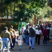A imagem mostra um grupo grande de pessoas caminhando por um caminho pavimentado dentro de um zoológico ou parque natural. À esquerda, há uma cerca de tela com um recinto de animais, onde algumas pessoas — incluindo uma mulher com cabelo cacheado e blusa preta — estão apontando, possivelmente mostrando um animal para as crianças. O local é arborizado, com sombra de árvores projetada no chão. Entre os visitantes, há adultos e crianças, muitas com mochilas e roupas casuais. Um menino pequeno, de boné colorido, segura a mão de um adulto enquanto caminha. Ao fundo, o caminho continua e está bastante movimentado, indicando grande fluxo de visitantes no local. O clima parece agradável e ensolarado.