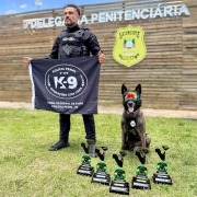 A imagem mostra um policial penal e um cão de trabalho, em um ambiente externo, celebrando uma conquista com troféus.

Pessoas e Animais:

Policial Penal: Em pé no lado esquerdo, um homem barbudo, vestindo uniforme tático preto (colete e calças), olhando para a frente. Ele segura um estandarte/bandeira preto.

Cão K-9: Sentado no lado direito, está um cão de trabalho (possivelmente um Pastor Belga Malinois ou similar, com pelagem escura e tigrada). O cão usa óculos de proteção (goggles) nas cores neon (laranja, amarelo e azul) e está com a boca aberta, parecendo estar ofegante e animado.

Bandeira (Estandarte): O policial segura uma bandeira preta com um emblema circular branco no centro. O texto visível na bandeira é:

POLÍCIA PENAL e 9ª DPR (na parte superior).

K-9 (grande, no centro).

OPERAÇÕES COM CÃES (abaixo do K-9).

CANIL REGIONAL DA 9ª DPR POLÍCIA PENAL - RS (na parte inferior).

Troféus: Em primeiro plano, no gramado, há uma fileira de cinco troféus idênticos, iguais aos que aparecem na imagem anterior, simbolizando a conquista.

Fundo:

Eles estão em um gramado verde, sob luz natural de um dia ensolarado, com céu azul e algumas nuvens.

Atrás deles, há uma cerca ou parede feita de ripas de madeira horizontais.

No topo desta estrutura de madeira, há uma placa com letras grandes e brancas que diz: 9ª DELEGACIA PENITENCIÁRIA e, abaixo, POLÍCIA PENAL.

À direita da placa, há um brasão ou distintivo da POLÍCIA PENAL em cores verdes, amarelas e vermelhas.

Tema Geral: A imagem celebra uma vitória ou conquista de um cão de trabalho (K-9) da Polícia Penal do Rio Grande do Sul (9ª DPR), destacando o cão, seu condutor, os troféus e a identificação da instituição.