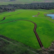 A imagem é uma fotografia aérea (drone) de uma paisagem rural que mostra uma área de cultivo e conservação em um campo aberto.

Elementos da Cena:
Primeiro e Plano Central: Dominado por um grande campo agrícola de cor verde vibrante e homogênea, indicando uma plantação saudável, provavelmente de pastagem ou grãos de ciclo inicial.

Curvas de Nível/Estradas: Cortando o campo verde, há faixas de terra escura, marrom-avermelhada, que seguem o contorno do terreno (curvas de nível), possivelmente sendo caminhos, canais de escoamento ou faixas de solo recém-trabalhado para combate à erosão. Essas faixas formam padrões orgânicos e sinuosos.

Corpo d'Água (Superior Direito): Há um pequeno açude ou lago com água de cor azul-escura/cinzenta, refletindo o céu. O corpo d'água faz limite com o campo cultivado.

Mata (Fundo): No horizonte, a área é delimitada por uma densa faixa de mata nativa (floresta) de cor verde-escura, que se estende por toda a parte superior da imagem.

Terra no Contorno: Na parte inferior da foto e ao redor da borda da mata, há áreas de vegetação rasteira ou pastagem mais seca de cor verde-oliva e marrom.

Conclusão Visual:
A foto oferece uma vista de cima de uma propriedade rural (intitulada "Terra Forte"), destacando a aplicação de técnicas agrícolas que respeitam a topografia (curvas de nível) e a proximidade com recursos naturais como a floresta e um açude.