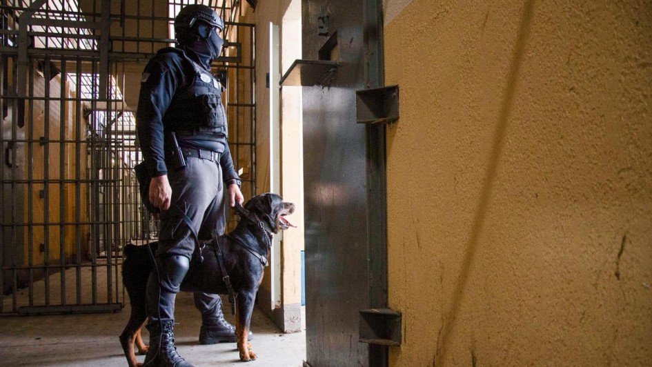 Foto mostra policial penal e c&atilde;o em opera&ccedil;&atilde;o